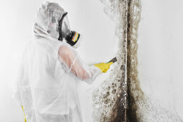 Best Commercial Mold Remediation in Olmsted Falls, OH