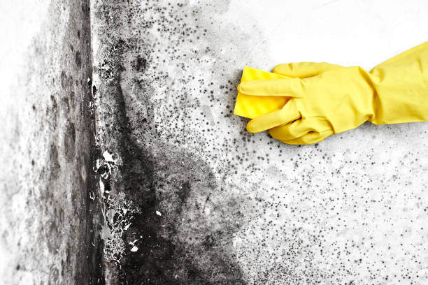 Best Mold Testing and Inspection Services in Olmsted Falls, OH