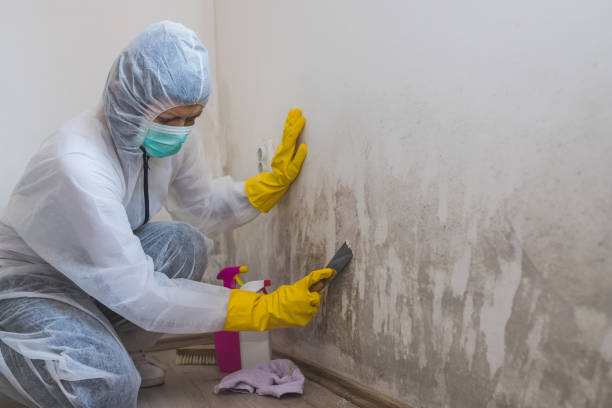 Best Industrial Mold Remediation in Olmsted Falls, OH
