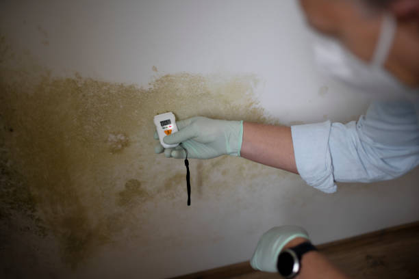 Best Mold Remediation for Specific Building Types in Olmsted Falls, OH