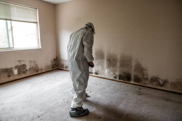 Best Industrial Mold Remediation in Olmsted Falls, OH